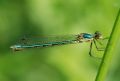 Lestes dryas